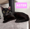 Aster
