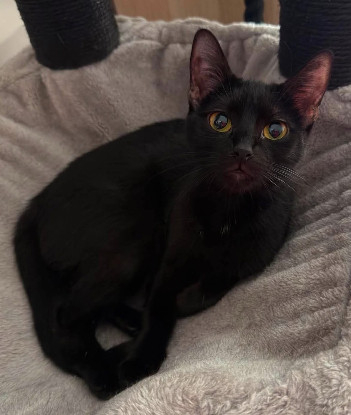 Adopter Aster