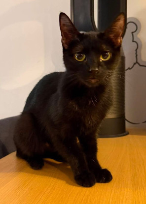 Adopter Aster