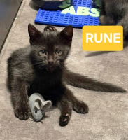 Adopter  chat : Rune peut être adopté avec sa soeur/frere ou un chat déj