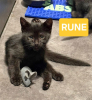 Rune peut être adopté avec sa soeur/frere ou un chat déj