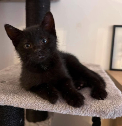 Adopter Rune peut être adopté avec sa soeur/frere ou un chat déj