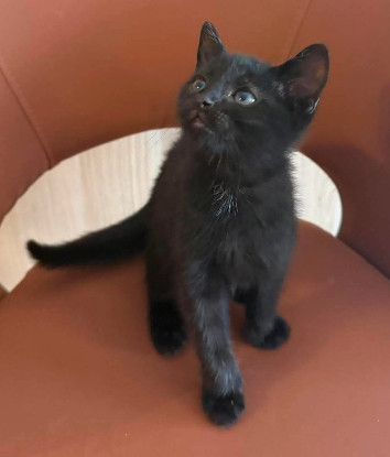 Adopter Rune peut être adopté avec sa soeur/frere ou un chat déj