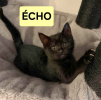 écho peut être adopté avec sa soeur/frere ou un chat déj