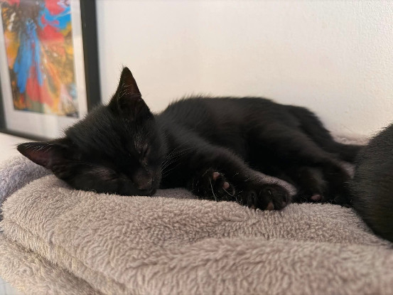 Adopter écho peut être adopté avec sa soeur/frere ou un chat déj
