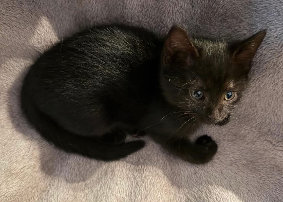 Adopter écho peut être adopté avec sa soeur/frere ou un chat déj