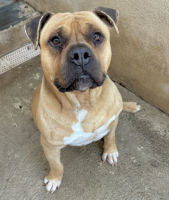 Adopter  chien : Bobino