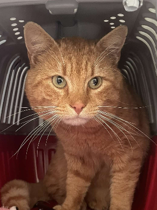 Adopter Lineo