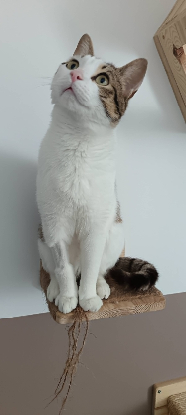 Adopter Viktor