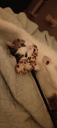 Adoption Viktor