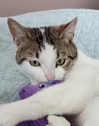 Adopter Viktor