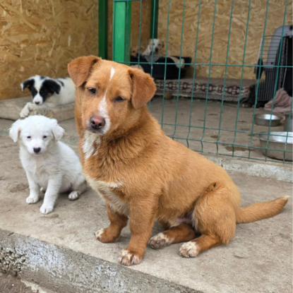 Adopter Roger