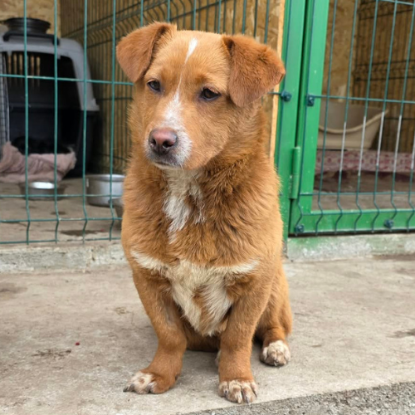Adopter Roger