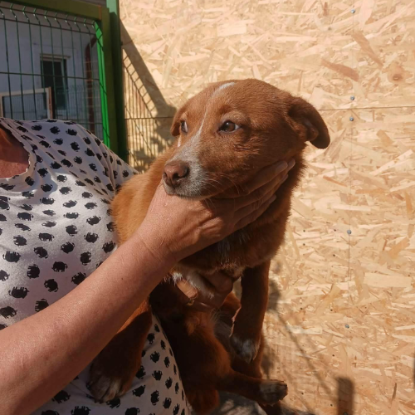 Adopter Roger