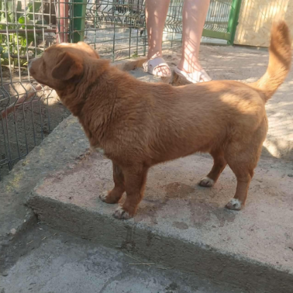 Adoption Roger