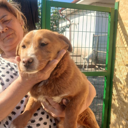 Adoption Roger