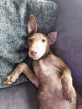 Adopter Lenny