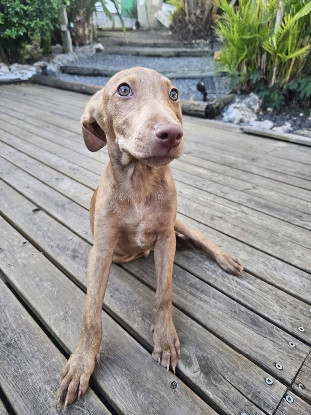 Adopter Lenny