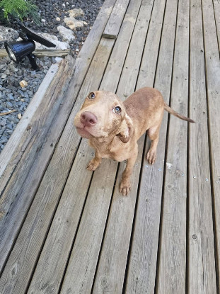 Adopter Lenny