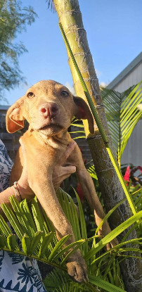 Adoption Lenny