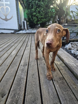 Adoption Lenny