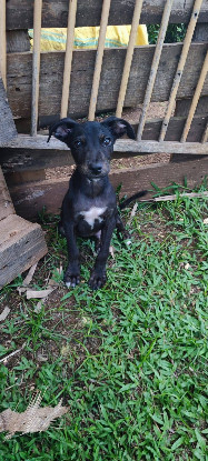 Adopter Coka