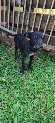 Adopter Coka