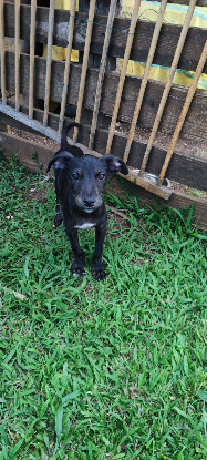 Adopter Coka