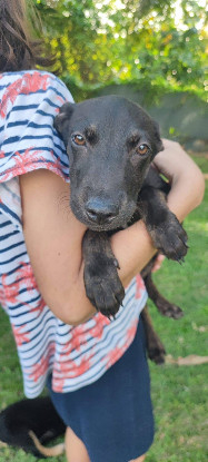 Adoption Coka