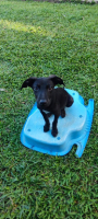 Adopter  chien : Eclipse