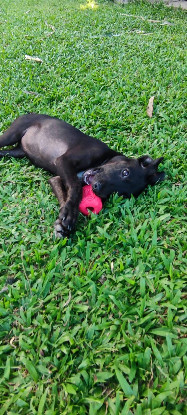 Adopter Eclipse