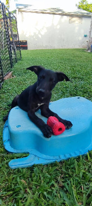 Adopter Eclipse
