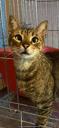 Adopter Lily