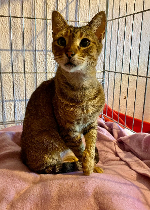 Adopter Lily