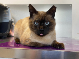 Adopter  chat : Pancho