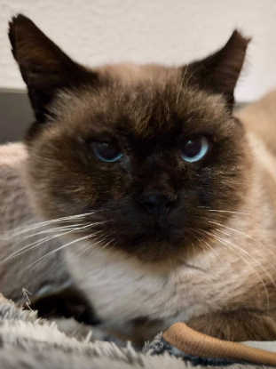 Adopter Pancho