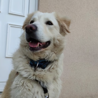 Adopter Leon