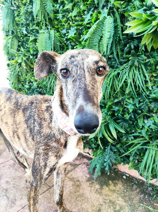 Adopter Berlina