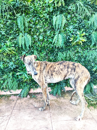 Adopter Berlina