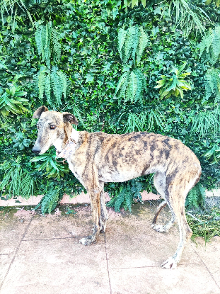 Adoption Berlina