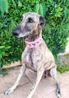 Adopter  chien : Flop