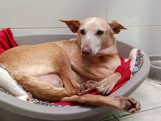 Adopter Indira