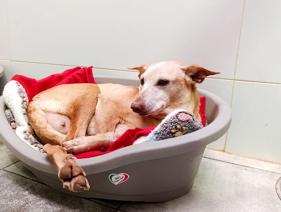 Adopter Indira