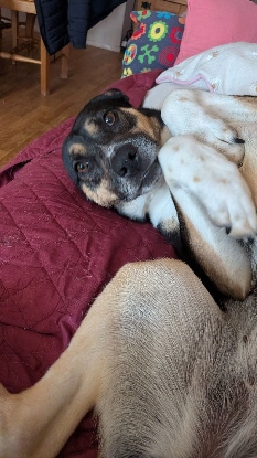 Adopter Mimi