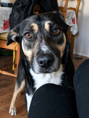 Adopter Mimi