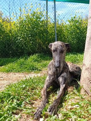 Adopter Amma
