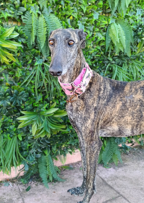 Adopter Amma