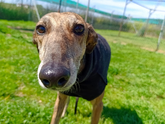 Adopter Donny