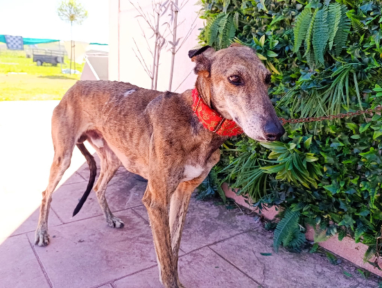 Adopter Donny