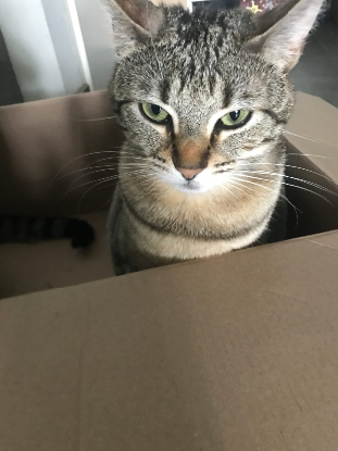 Adoption Athéna